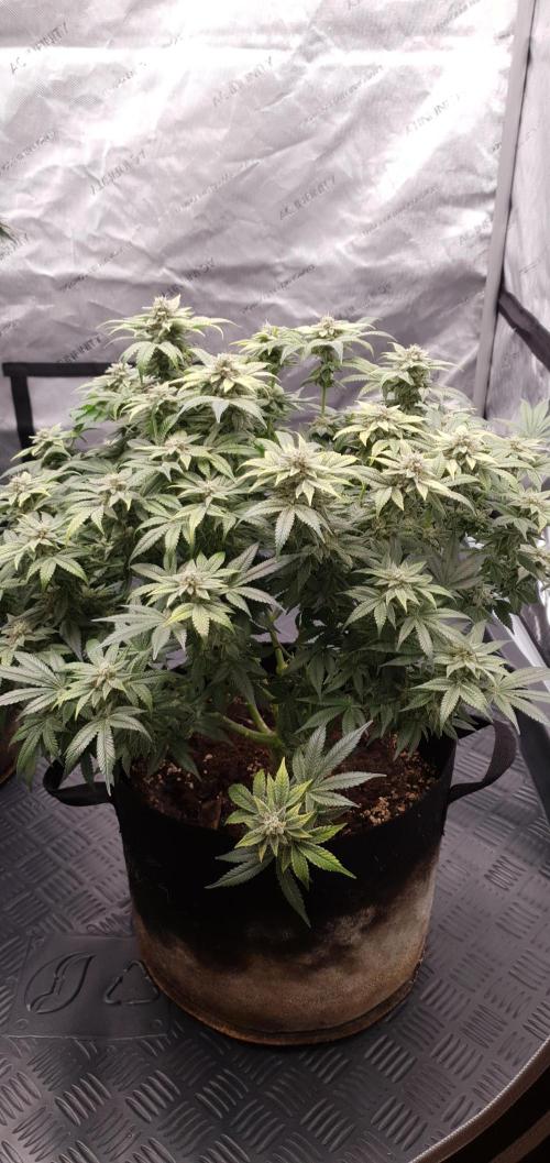 Daweed 4. Week 15 - Mimosa EVO 46cm