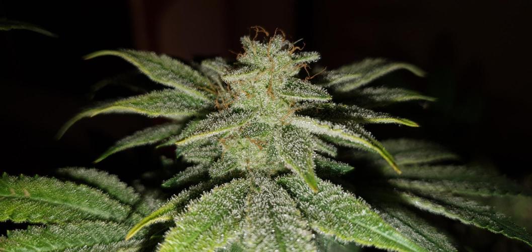 Daweed 4. Week 15 - Mimosa EVO 46cm