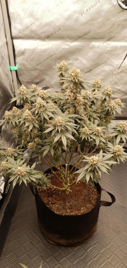 Daweed 4. Week 15 - Gelato 65cm