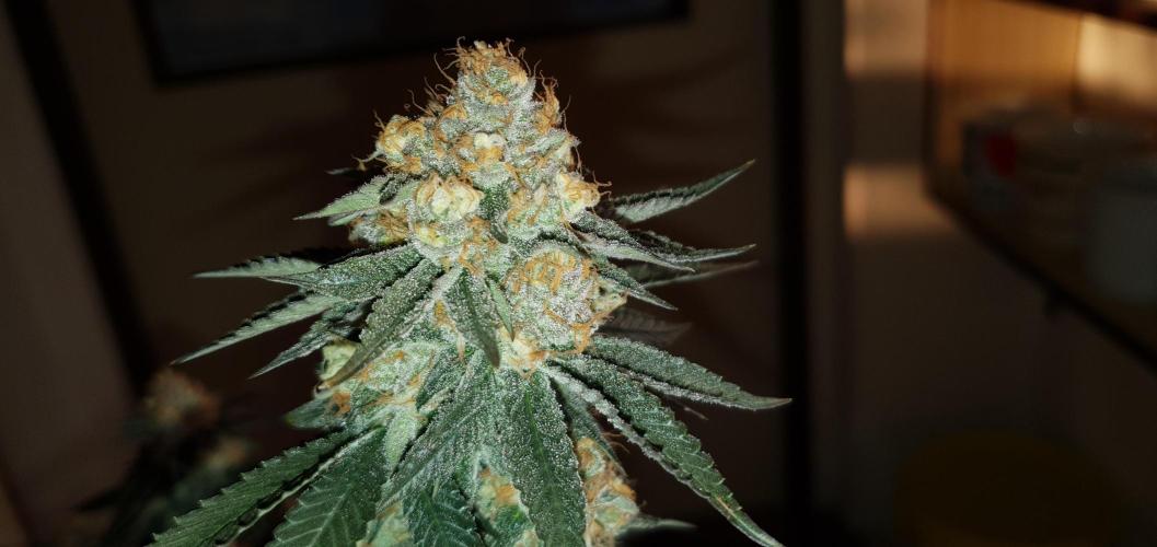 Daweed 4. Week 15 - Gelato 65cm