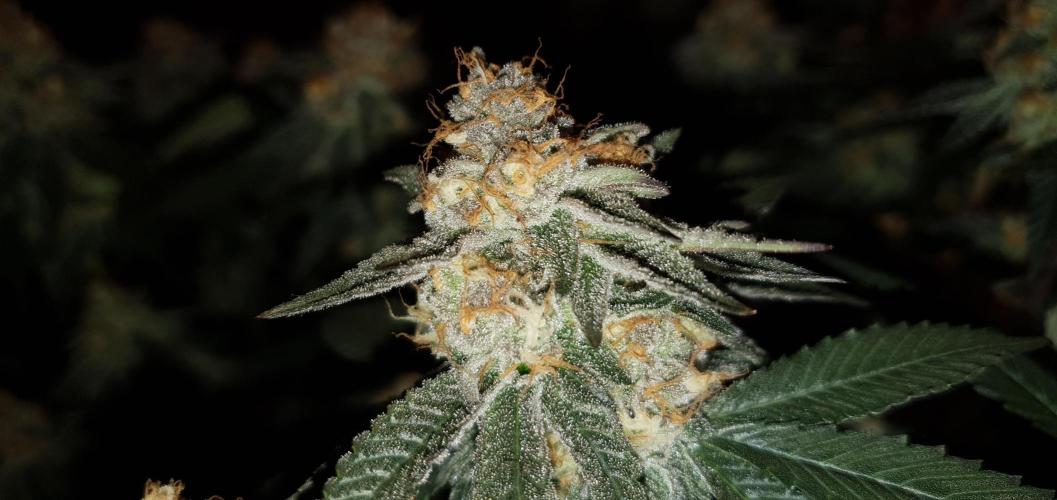 Daweed 4. Week 15 - Gelato 65cm