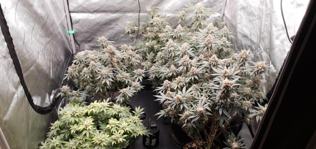 Daweed 4. Week 15 - ALL MY GIRLS