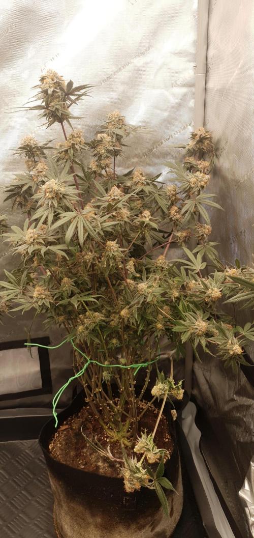 Daweed 4. Week 16 - Granny Candy 81cm