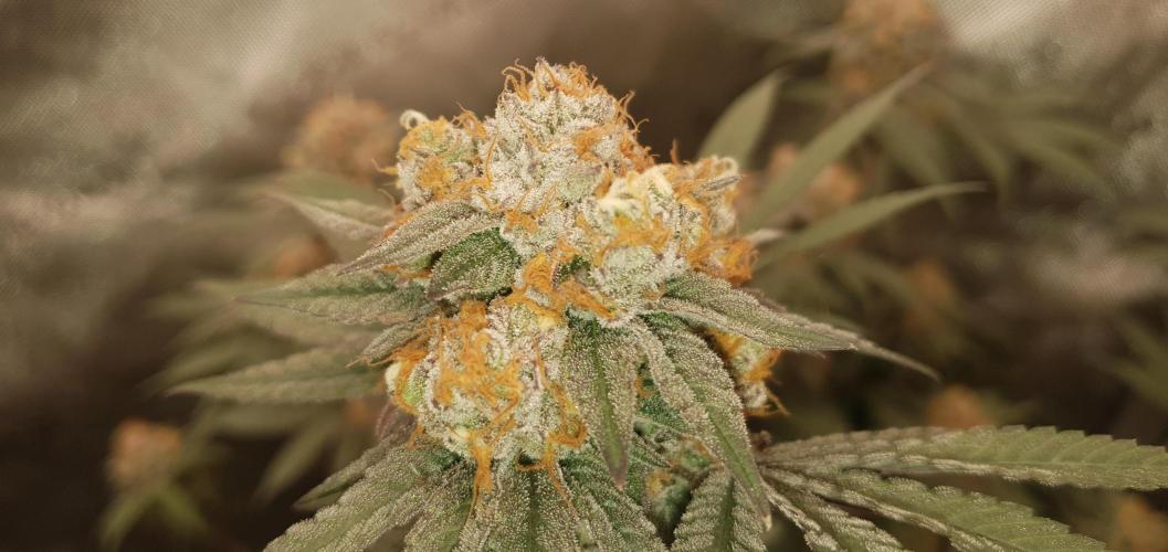 Daweed 4. Week 16 - Granny Candy 81cm