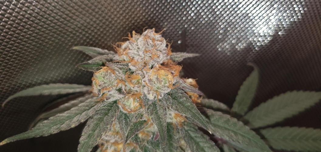 Daweed 4. Week 16 - Granny Candy 81cm