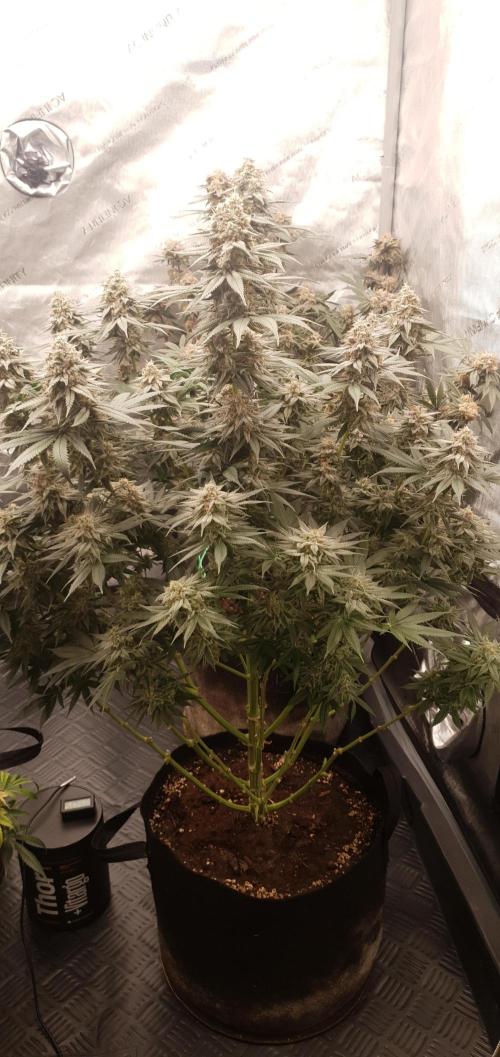 Daweed 4. Week 16 - Granny Candy 81,5cm