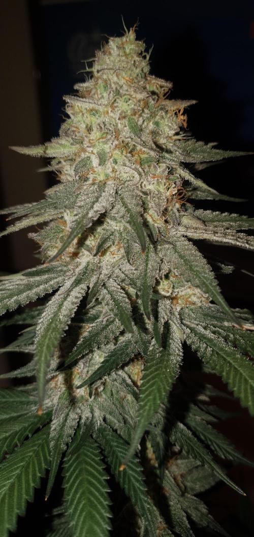 Daweed 4. Week 16 - Granny Candy 81,5cm