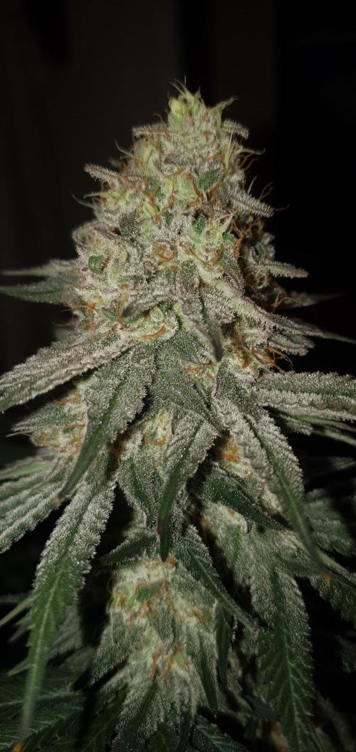 Daweed 4. Week 16 - Granny Candy 81,5cm