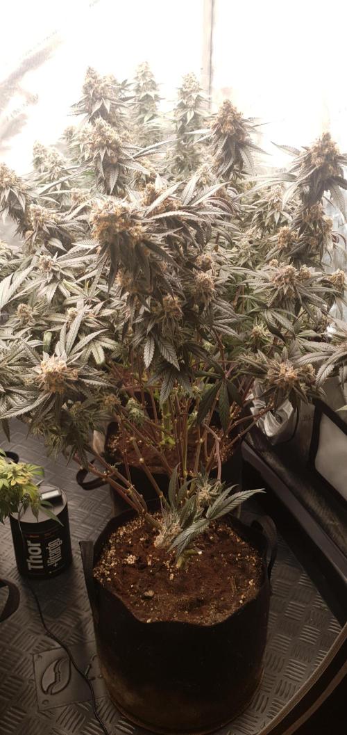 Daweed 4. Week 16 - Granny Candy 80cm