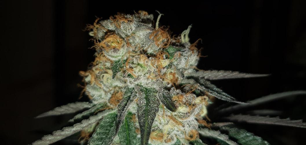 Daweed 4. Week 16 - Granny Candy 80cm
