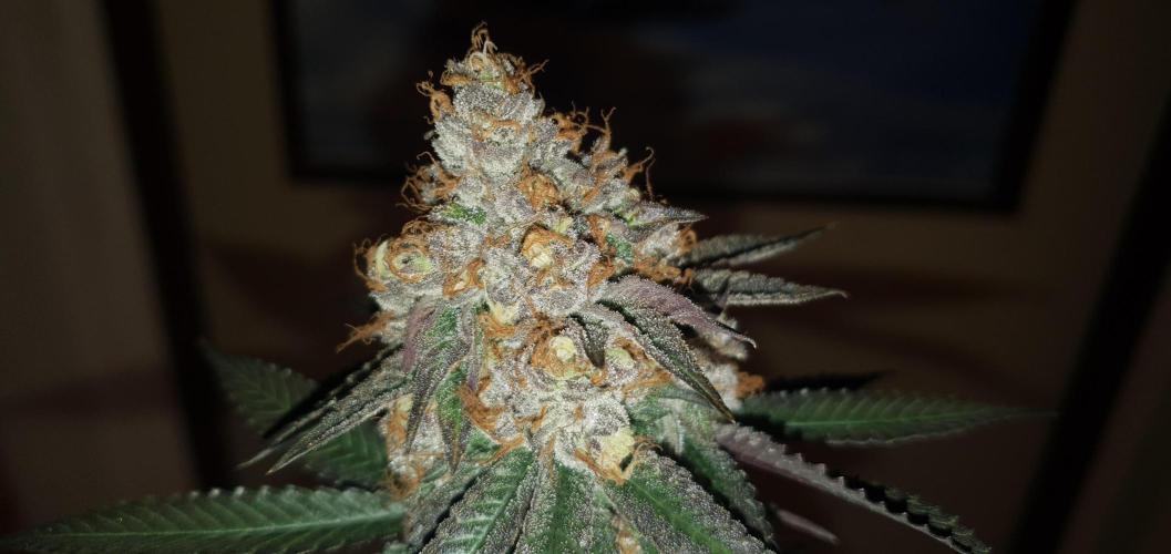 Daweed 4. Week 16 - Granny Candy 80cm