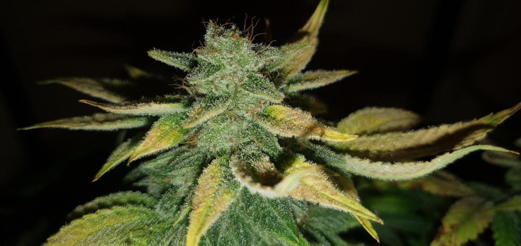 Daweed 4. Week 16 - Mimosa EVO 46cm