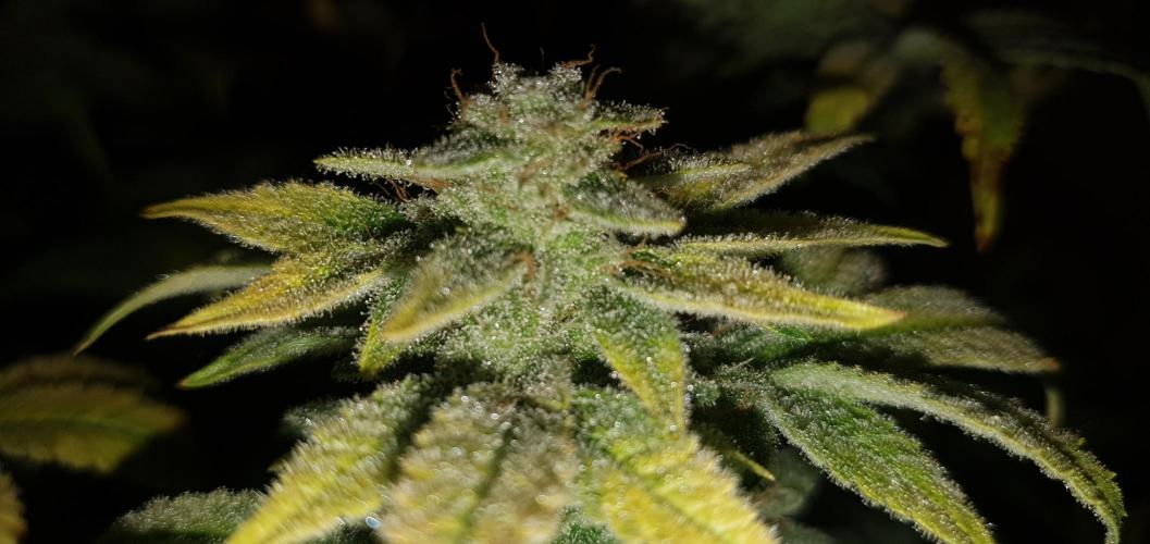 Daweed 4. Week 16 - Mimosa EVO 46cm