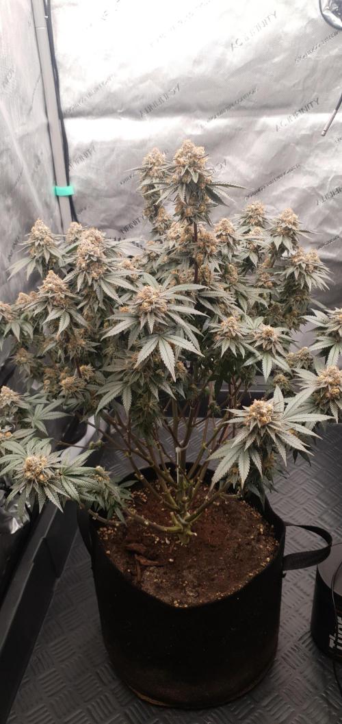 Daweed 4. Week 16 - Gelato 65cm