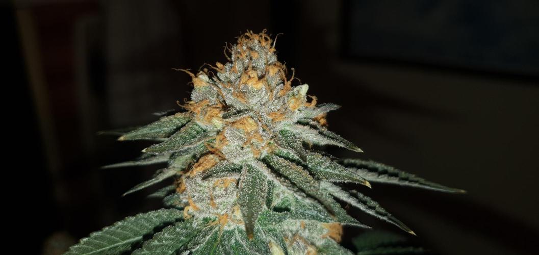 Daweed 4. Week 16 - Gelato 65cm