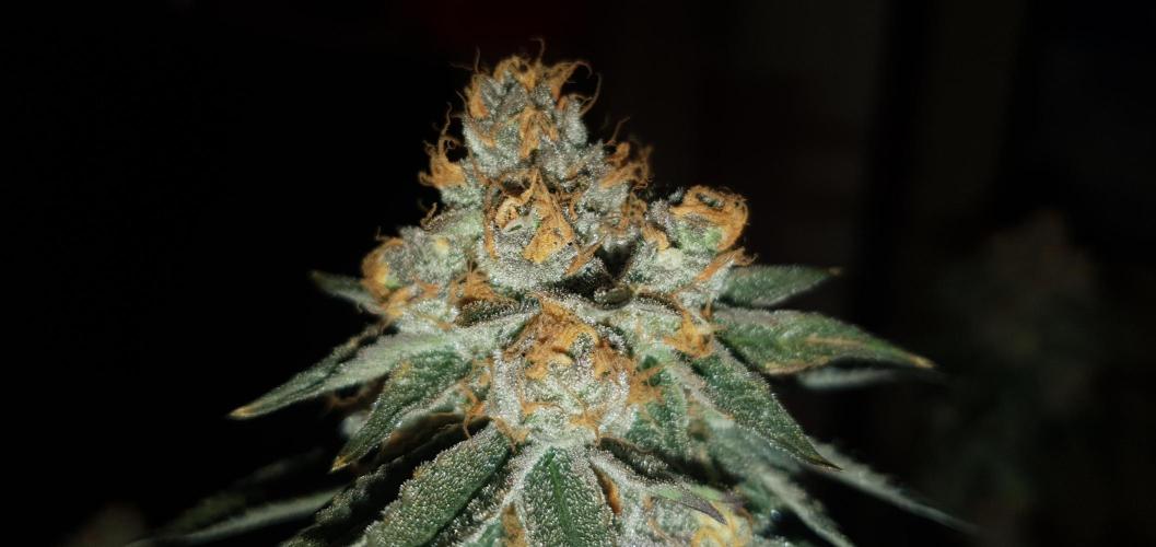 Daweed 4. Week 16 - Gelato 65cm