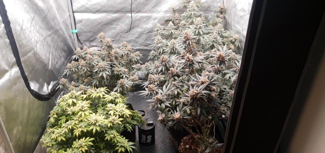Daweed 4. Week 16 - ALL MY GIRLS