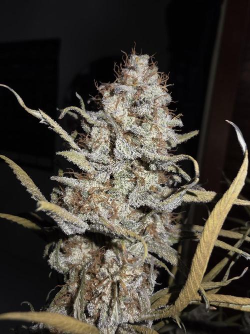 Daweed 4. Week 17 - Granny Candy 1