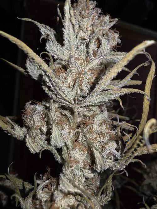 Daweed 4. Week 17 - Granny Candy 1