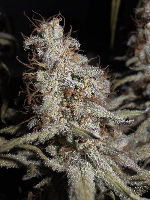 Daweed 4. Week 17 - Granny Candy 1