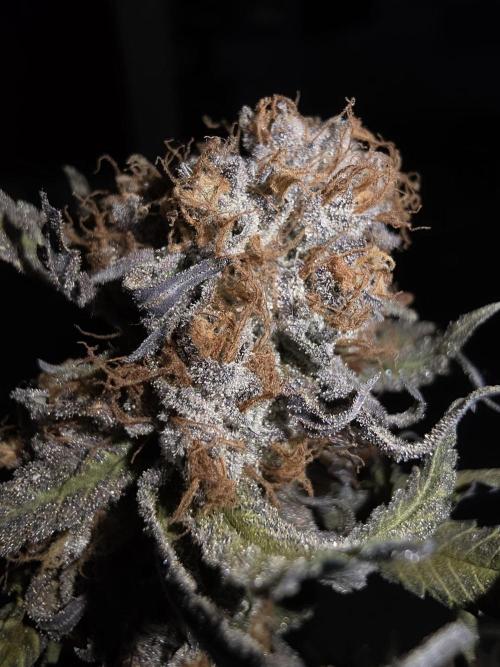Daweed 4. Week 17 - Granny Candy 2