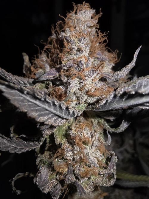 Daweed 4. Week 17 - Granny Candy 2