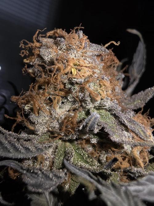 Daweed 4. Week 17 - Granny Candy 2