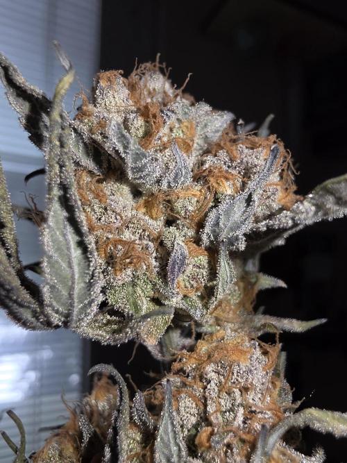 Daweed 4. Week 17 - Granny Candy 3