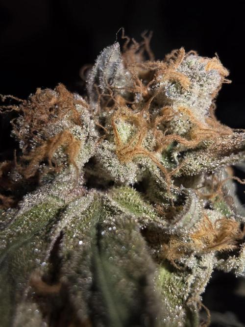 Daweed 4. Week 17 - Granny Candy 3
