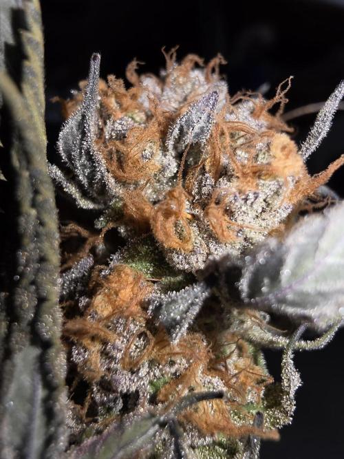 Daweed 4. Week 17 - Granny Candy 3