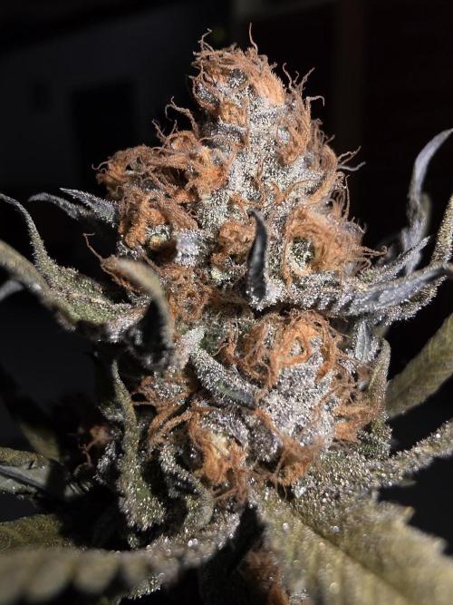 Daweed 4. Week 17 - Gelato