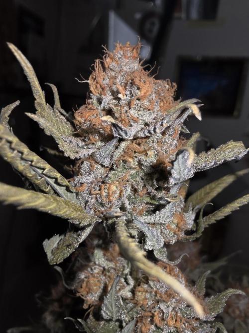 Daweed 4. Week 17 - Gelato