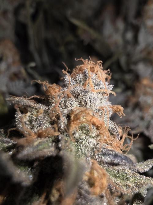 Daweed 4. Week 17 - Gelato