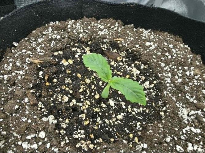 AI Bonbónky 💚. Week 1 - BON BONI DOWN SYNDROM 🤣