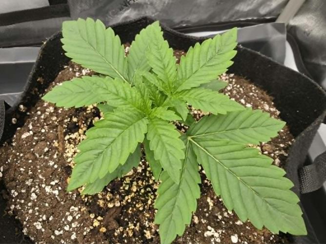 AI Bonbónky 💚. Week 2 - BonBoni 12cm