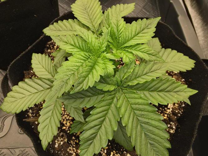 AI Bonbónky 💚. Week 3 - BonBoni 14cm