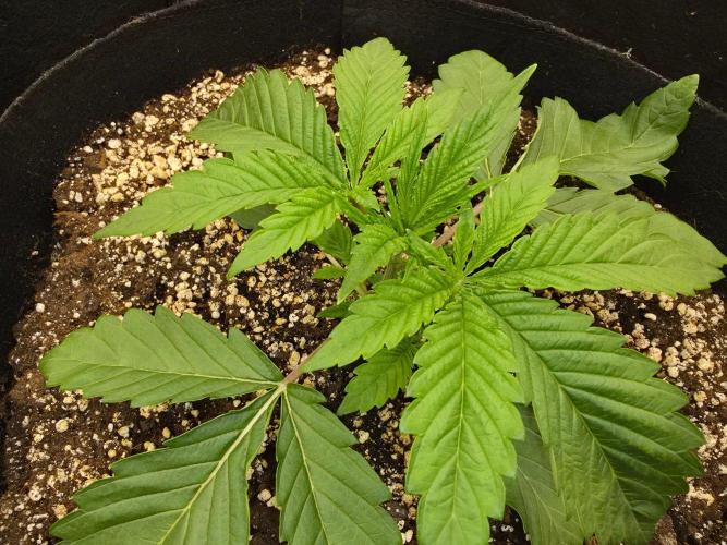 AI Bonbónky 💚. Week 3 - Almond Milk x Fizzy bubblegum 11cm