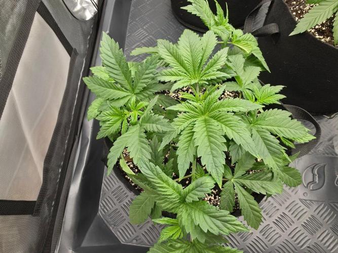 AI Bonbónky 💚. Week 4 - BonBoni 21cm