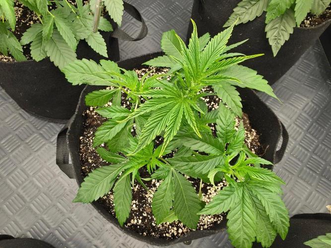 AI Bonbónky 💚. Week 4 - Almond Milk x Fizzy bubblegum 21cm