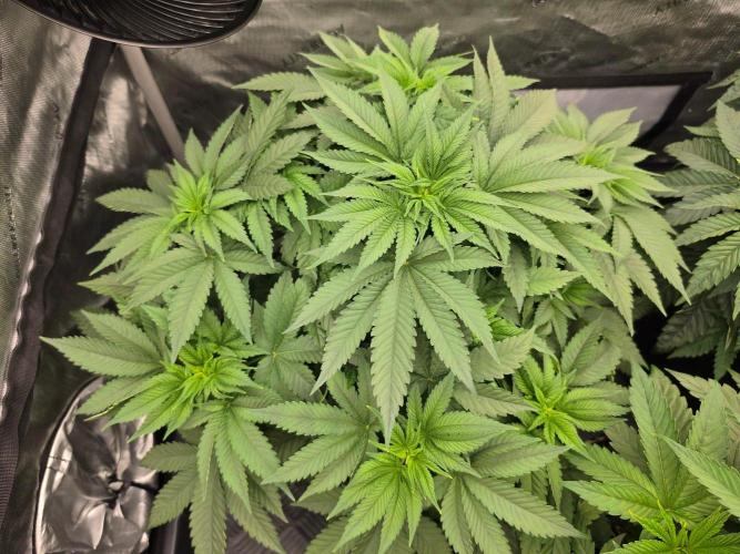 AI Bonbónky 💚. Week 5 - BonBoni 38cm