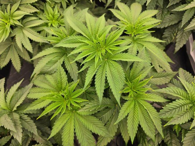 AI Bonbónky 💚. Week 5 - Almond Milk x Fizzy Bubblegum 34cm