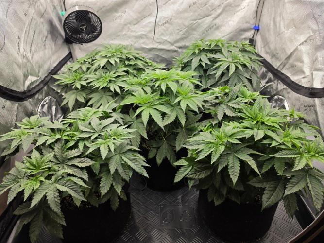 AI Bonbónky 💚. Week 5 - ALL MY GIRLS