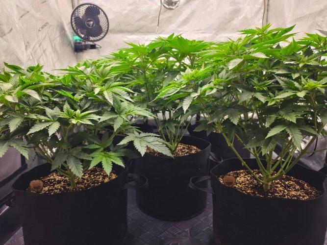 AI Bonbónky 💚. Week 6 - ALL MY GIRLS