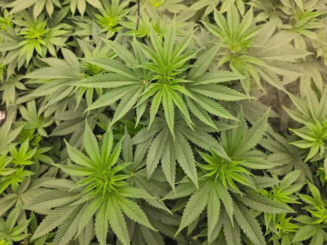 AI Bonbónky 💚. Week 7 - Almond Milk x Fizzy Bubblegum 65cm