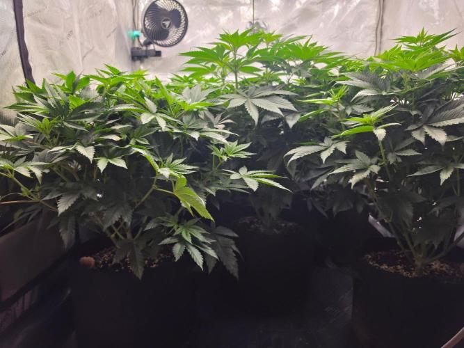 AI Bonbónky 💚. Week 7 - ALL MY GIRLS