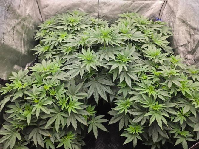 AI Bonbónky 💚. Week 7 - ALL MY GIRLS