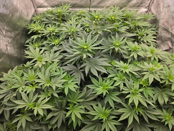 AI Bonbónky 💚. Week 8 - ALL MY GIRLS