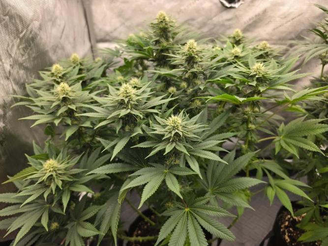 AI Bonbónky 💚. Week 9 - BonBoni 73cm