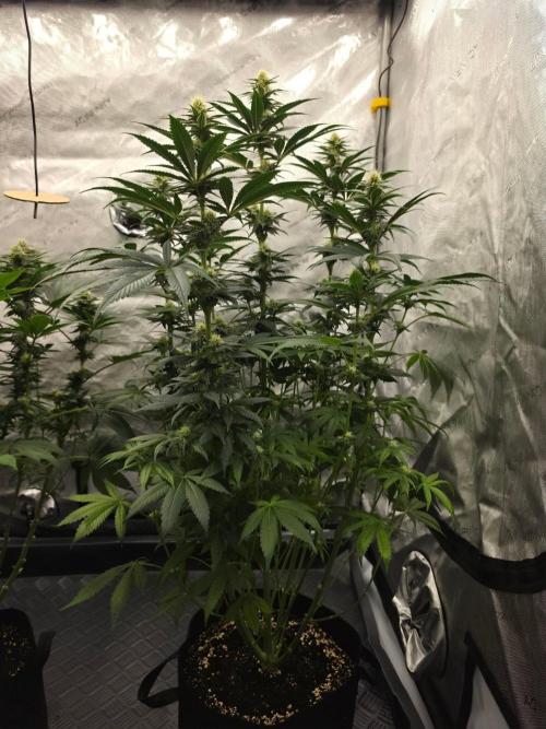 AI Bonbónky 💚. Week 9 - Almond Milk x Fizzy Bubblegum 85cm