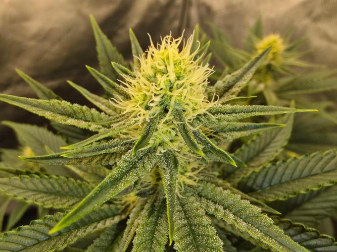 AI Bonbónky 💚. Week 9 - Almond Milk x Fizzy Bubblegum 85cm
